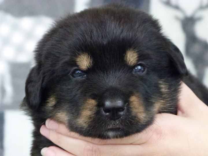 chinook puppy